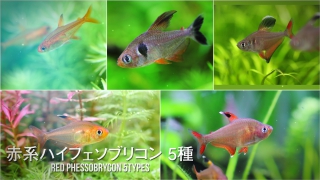 美しい赤系小型熱帯魚　ハイフェソブリコン５種類＋１